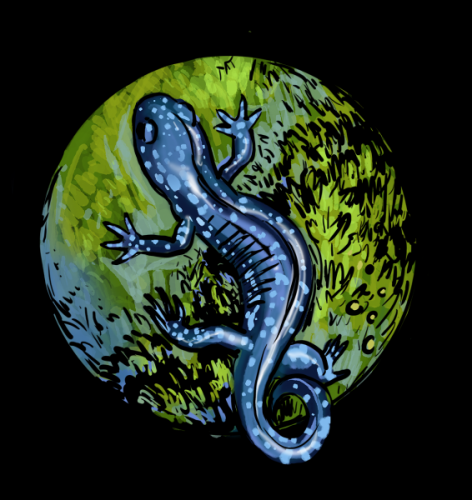 Blue-Spotted Salamander in Illustrations